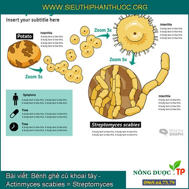 Bệnh ghẻ củ khoai tây - Actinmyces scabies = Streptomyces scabies