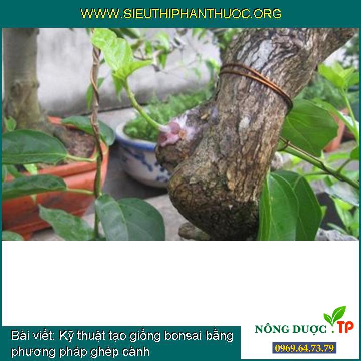 Kỹ thuật tạo giống bonsai bằng phương pháp ghép cành