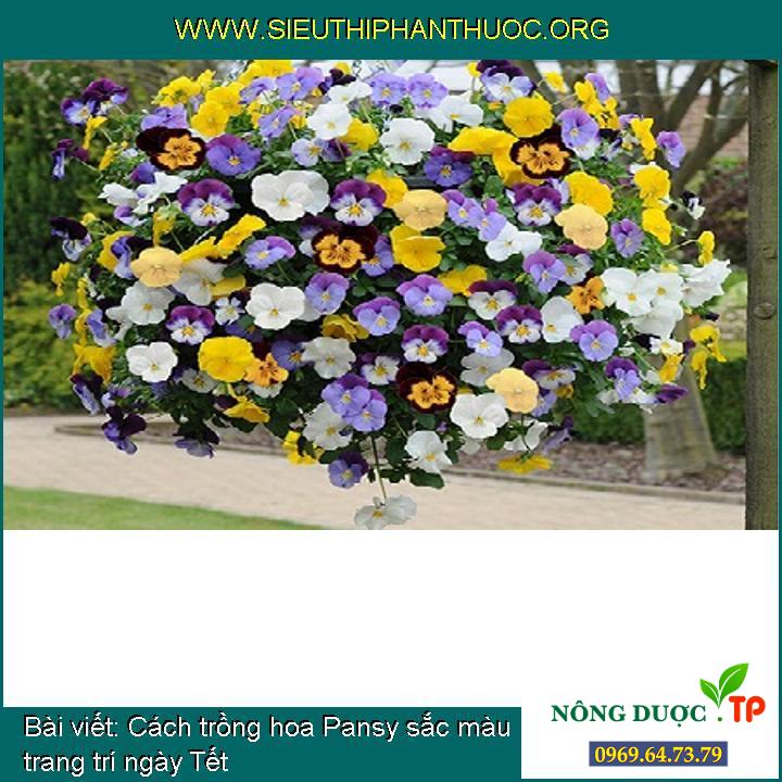 Cách trồng hoa Pansy sắc màu trang trí ngày Tết
