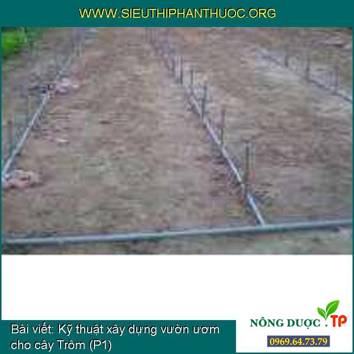 Kỹ thuật xây dựng vườn ươm cho cây Trôm (P1)
