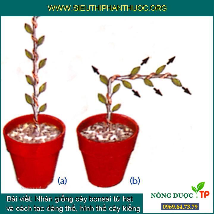 Nhân giống cây bonsai từ hạt và cách tạo dáng thế, hình thể cây kiểng