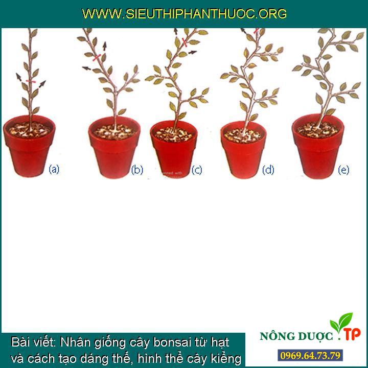 Nhân giống cây bonsai từ hạt và cách tạo dáng thế, hình thể cây kiểng