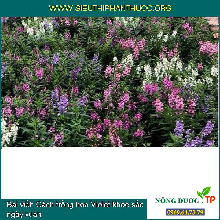 Cách trồng hoa Violet khoe sắc ngày xuân
