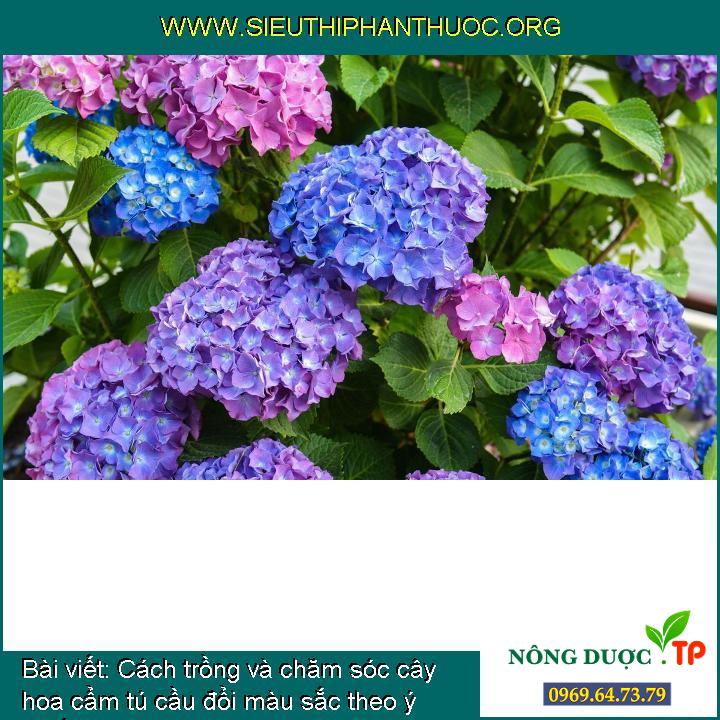 Cách trồng và chăm sóc cây hoa cẩm tú cầu đổi màu sắc theo ý muốn