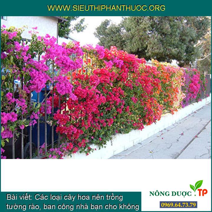 Các loại cây hoa nên trồng tường rào, ban công nhà bạn cho không gian đẹp hơn