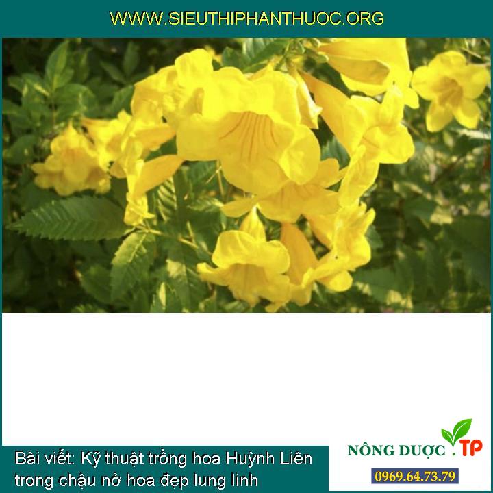 Kỹ thuật trồng hoa Huỳnh Liên trong chậu nở hoa đẹp lung linh