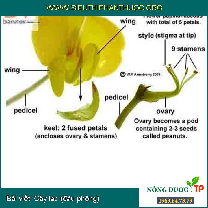 Cây lạc (đậu phộng)