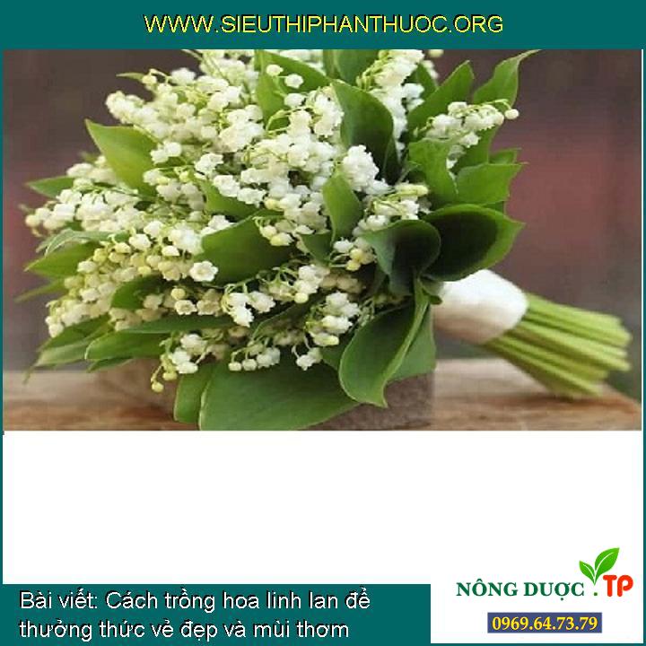 Cách trồng hoa linh lan để thưởng thức vẻ đẹp và mùi thơm