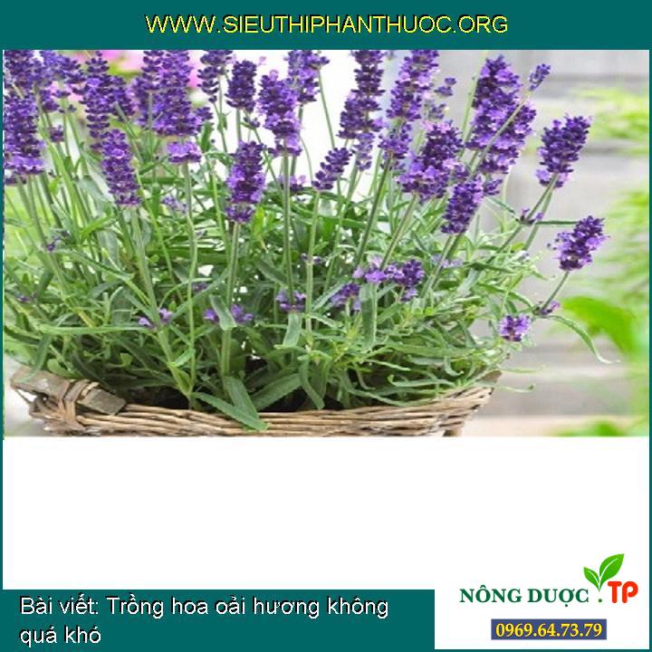 Trồng hoa oải hương không quá khó