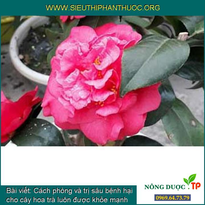 Cách phòng và trị sâu bệnh hại cho cây hoa trà luôn được khỏe mạnh