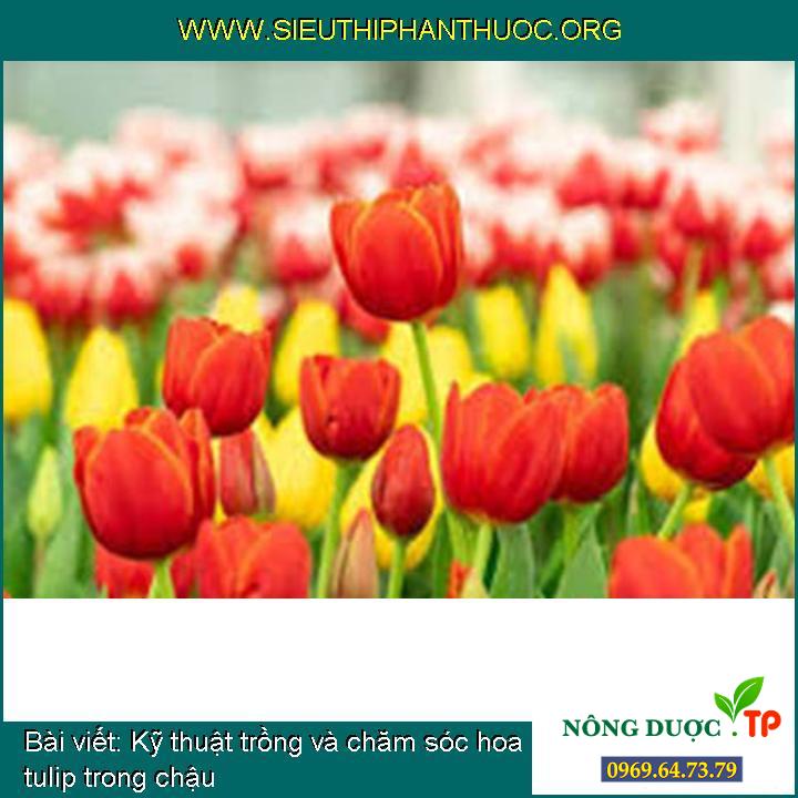 Kỹ thuật trồng và chăm sóc hoa tulip trong chậu