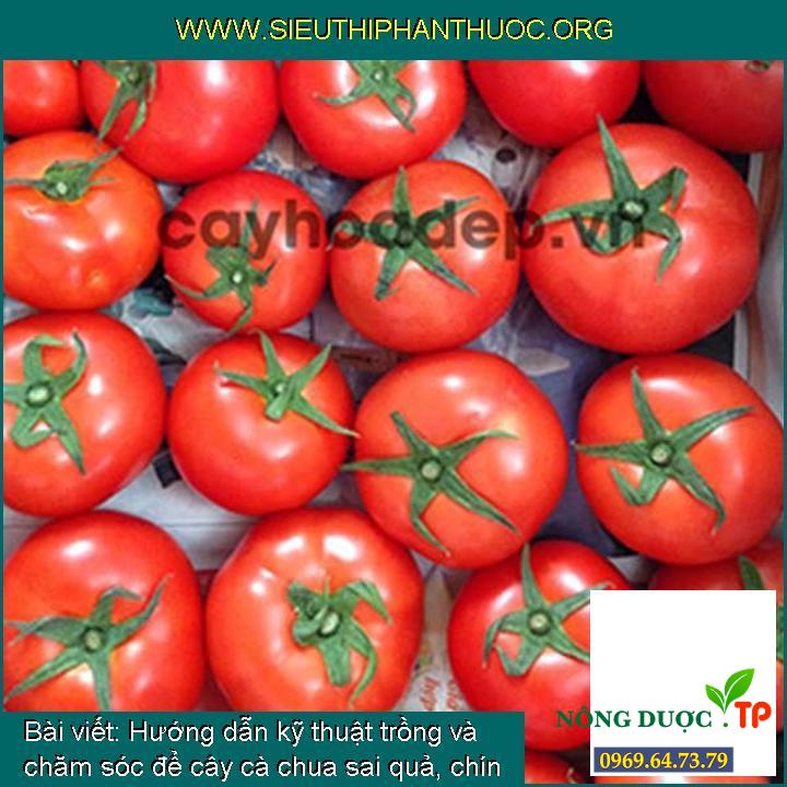 Hướng dẫn kỹ thuật trồng và chăm sóc để cây cà chua sai quả, chín mọng