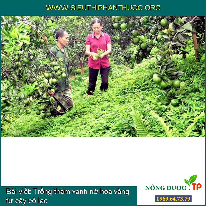 Trồng thảm xanh nở hoa vàng từ cây cỏ lạc