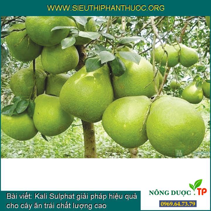 Kali Sulphat giải pháp hiệu quả cho cây ăn trái chất lượng cao
