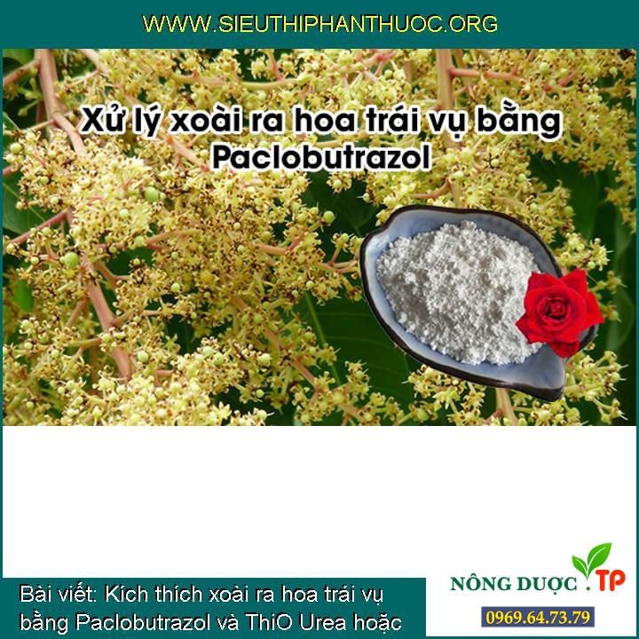 Kích thích xoài ra hoa trái vụ bằng Paclobutrazol và ThiO Urea hoặc Kali Nitorat