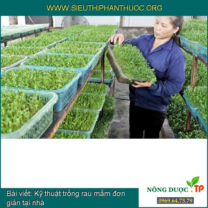 Kỹ thuật trồng rau mầm đơn giản tại nhà