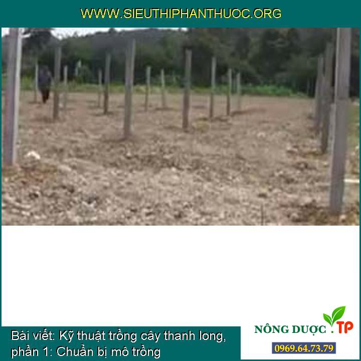 Kỹ thuật trồng cây thanh long, phần 1: Chuẩn bị mô trồng