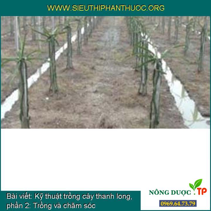 Kỹ thuật trồng cây thanh long, phần 2: Trồng và chăm sóc