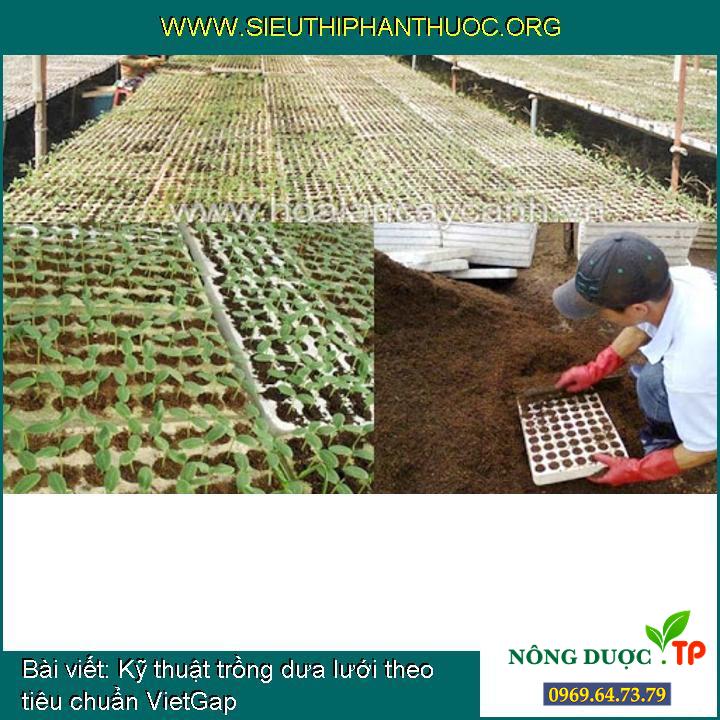 Kỹ thuật trồng dưa lưới theo tiêu chuẩn VietGap