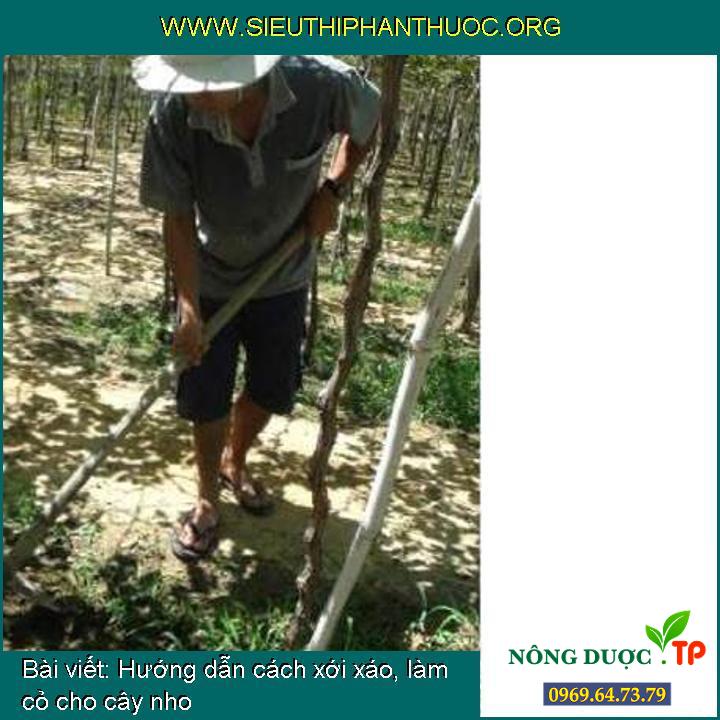 Hướng dẫn cách xới xáo, làm cỏ cho cây nho