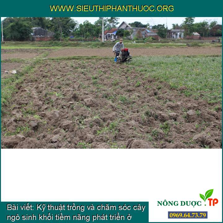 Kỹ thuật trồng và chăm sóc cây ngô sinh khối tiềm năng phát triển ở Việt Nam