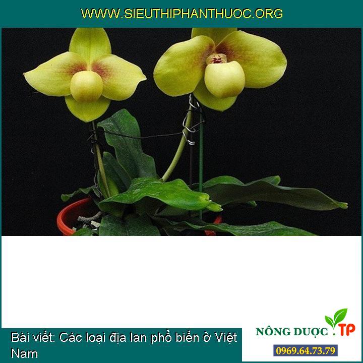 Các loại địa lan phổ biến ở Việt Nam