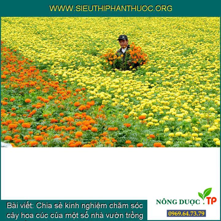 Chia sẻ kinh nghiệm chăm sóc cây hoa cúc của một số nhà vườn trồng đón tết Nguyên Đán