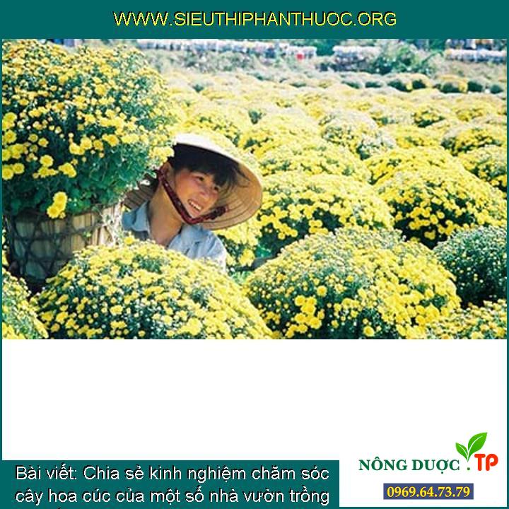 Chia sẻ kinh nghiệm chăm sóc cây hoa cúc của một số nhà vườn trồng đón tết Nguyên Đán