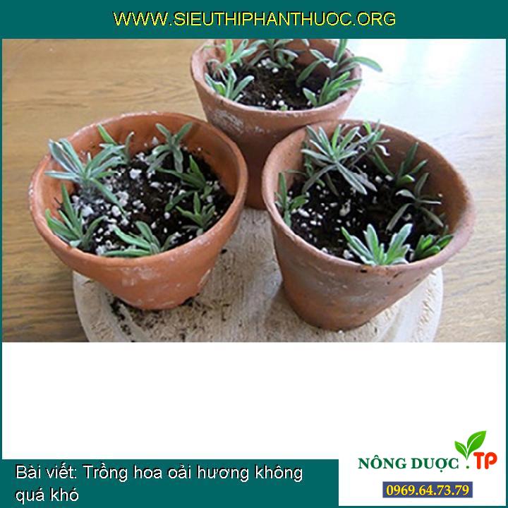 Trồng hoa oải hương không quá khó