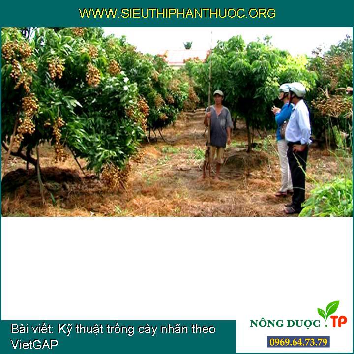 Kỹ thuật trồng cây nhãn theo VietGAP