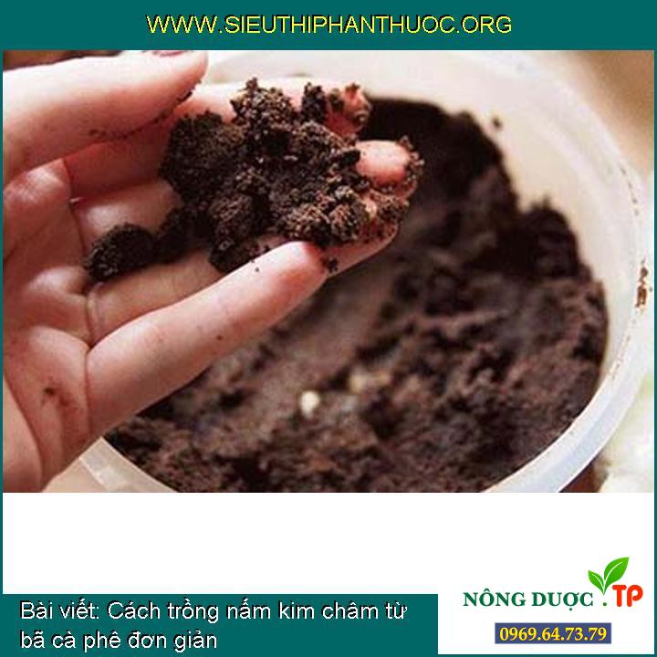Cách trồng nấm kim châm từ bã cà phê đơn giản