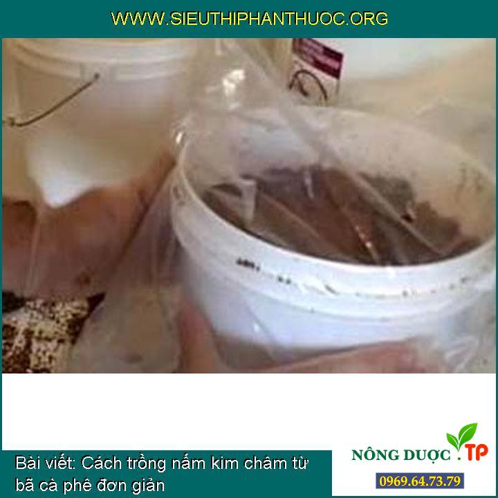 Cách trồng nấm kim châm từ bã cà phê đơn giản