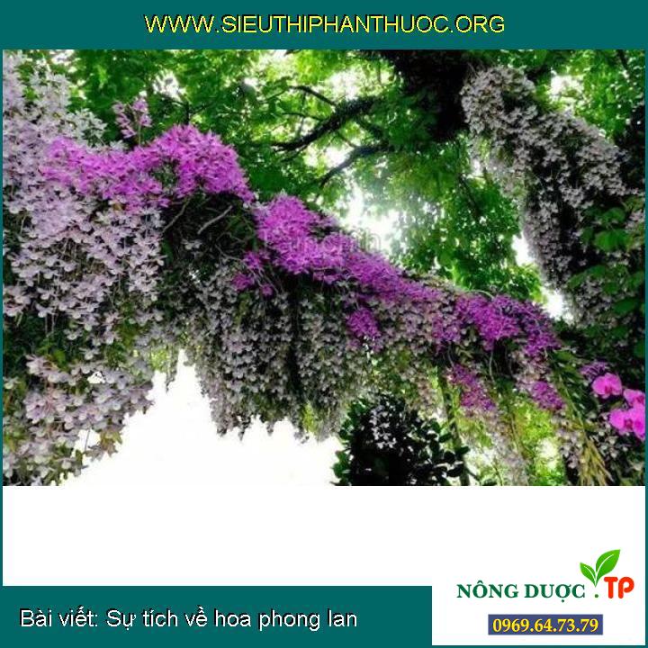 Sự tích về hoa phong lan