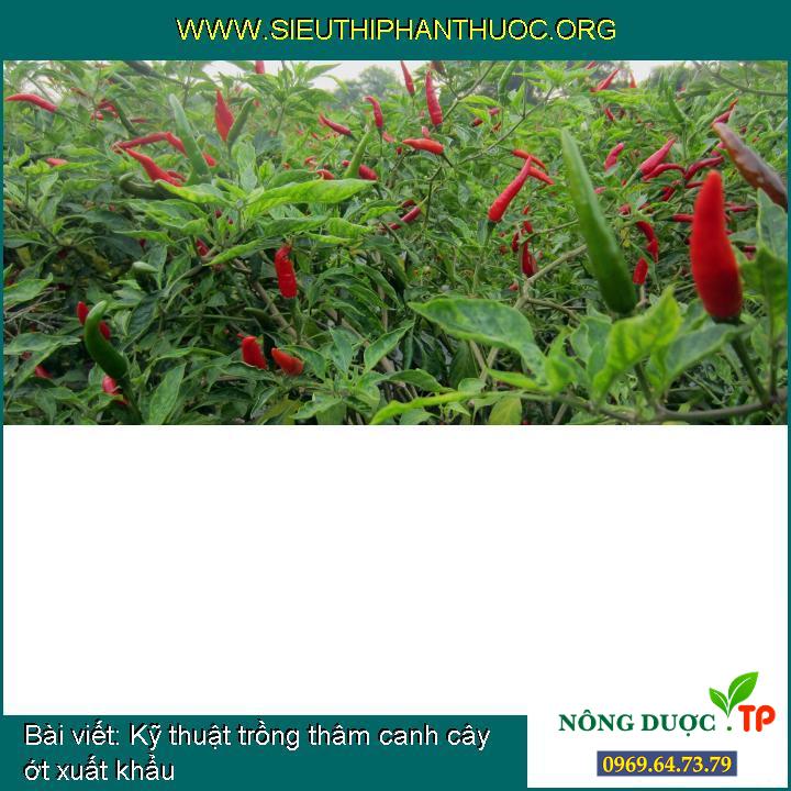 Kỹ thuật trồng thâm canh cây ớt xuất khẩu