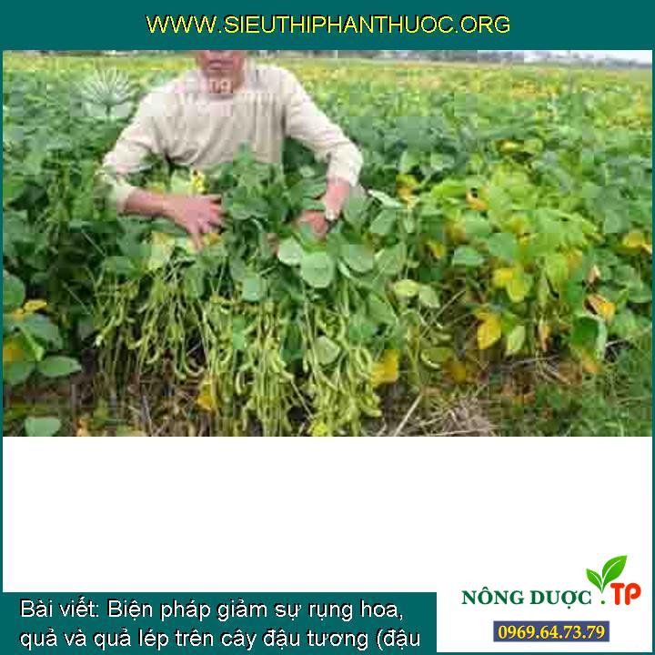 Biện pháp giảm sự rụng hoa, quả và quả lép trên cây đậu tương (đậu nành)