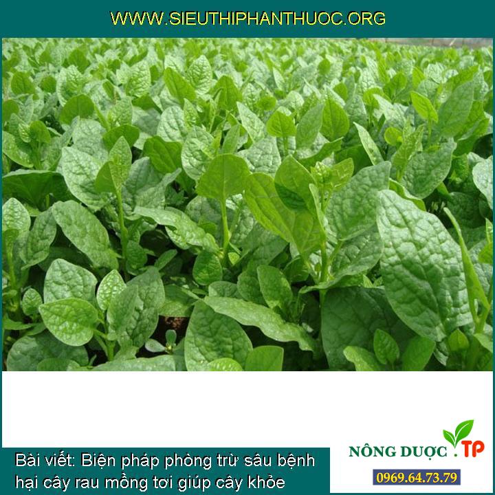 Biện pháp phòng trừ sâu bệnh hại cây rau mồng tơi giúp cây khỏe mạnh và xanh mơn mởn