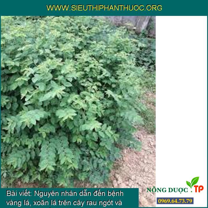 Nguyên nhân dẫn đến bệnh vàng lá, xoăn lá trên cây rau ngót và biện pháp khắc phục