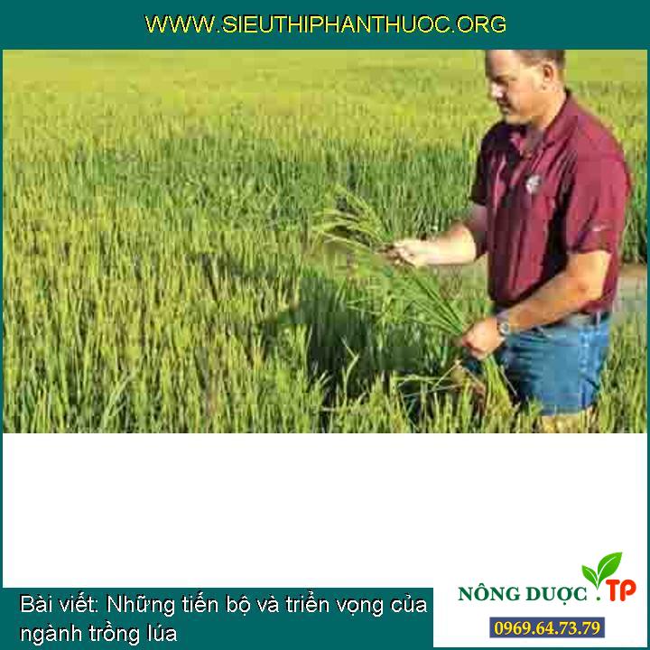 Những tiến bộ và triển vọng của ngành trồng lúa