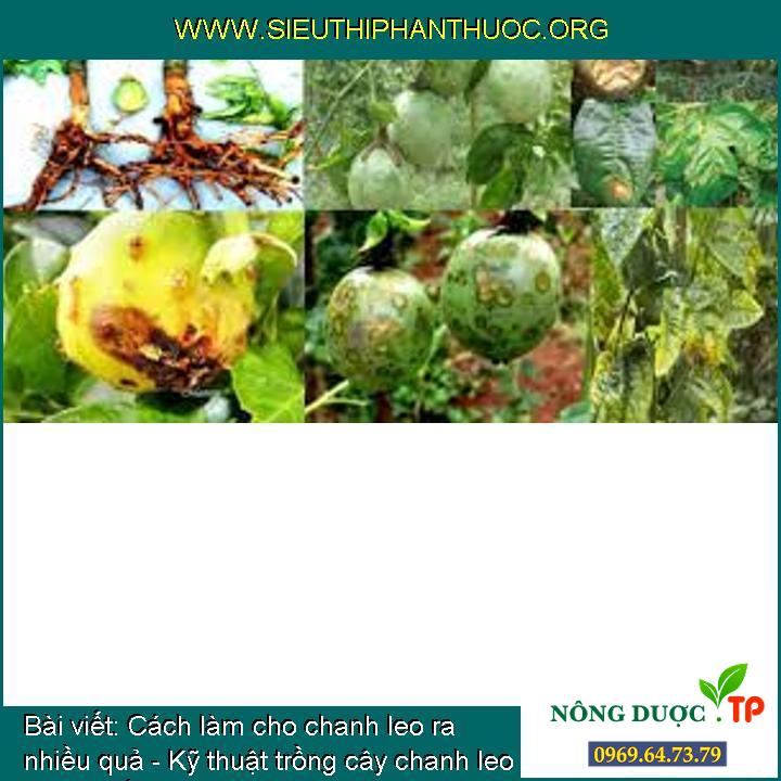 Kỹ thuật trồng cây chanh theo tiêu chuẩn VietGAP