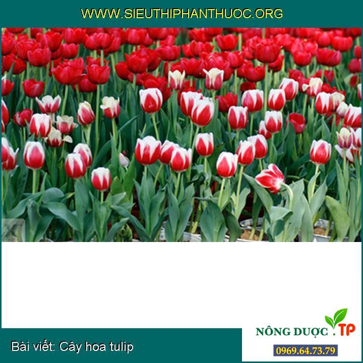 Cây hoa tulip