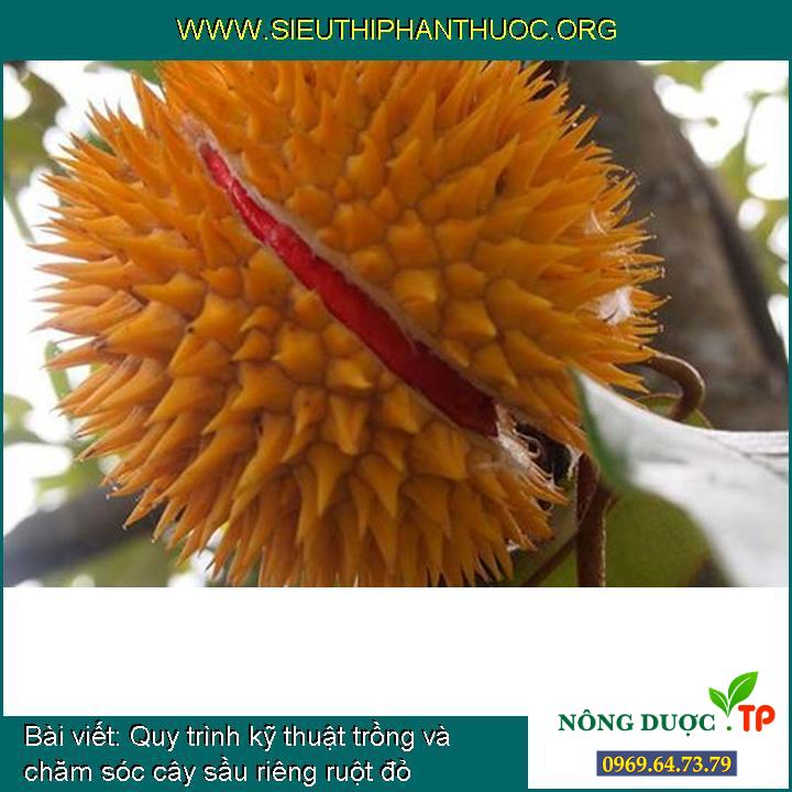 Quy trình kỹ thuật trồng và chăm sóc cây sầu riêng ruột đỏ