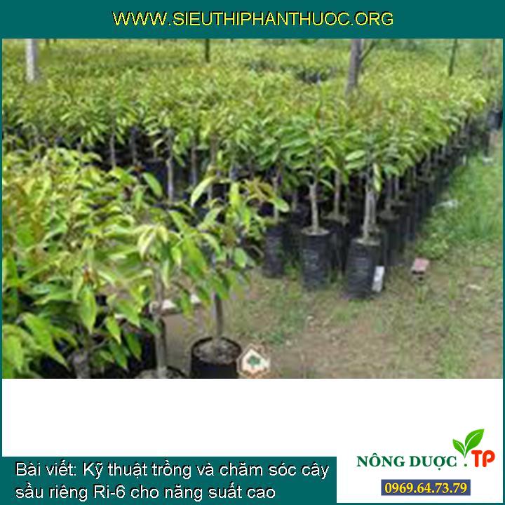 Kỹ thuật trồng và chăm sóc cây sầu riêng Ri-6 cho năng suất cao