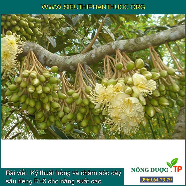Kỹ thuật trồng và chăm sóc cây sầu riêng Ri-6 cho năng suất cao