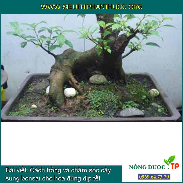 Cách trồng và chăm sóc cây sung bonsai cho hoa đúng dịp tết