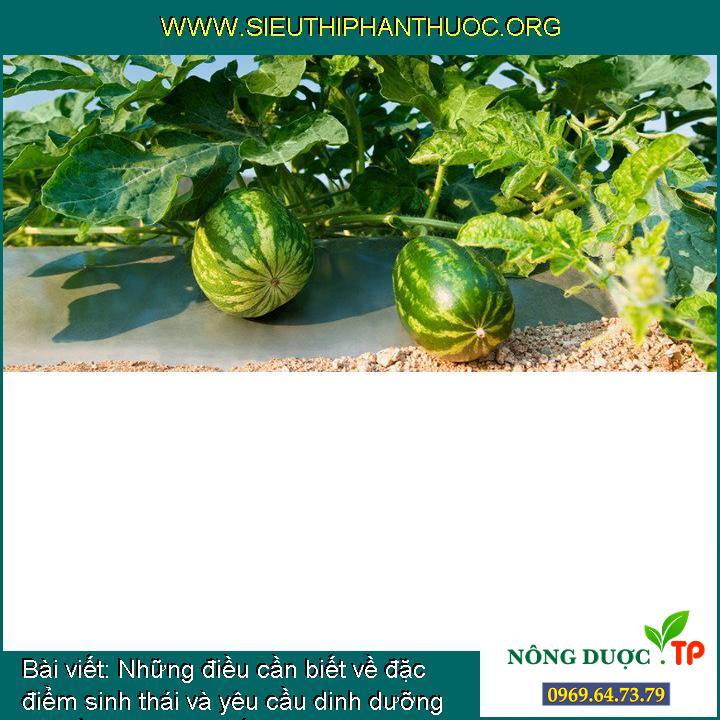Những điều cần biết về đặc điểm sinh thái và yêu cầu dinh dưỡng khi trồng cây dưa hấu