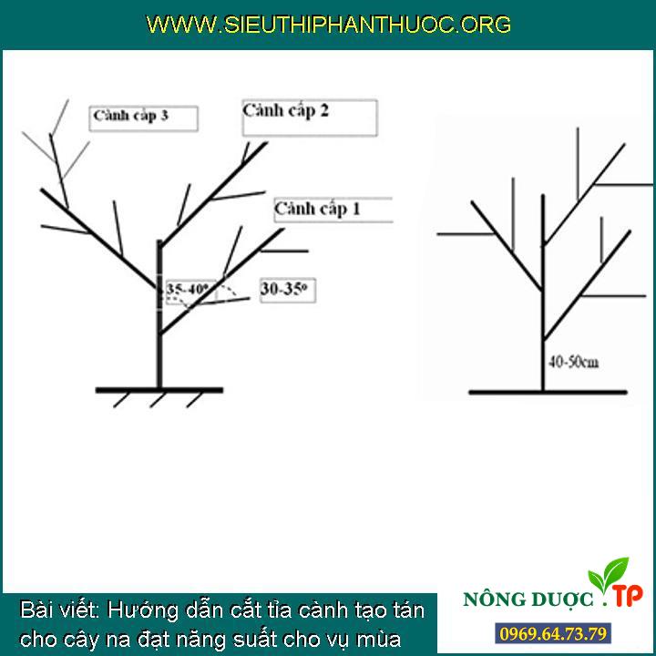 Hướng dẫn cắt tỉa cành tạo tán cho cây na đạt năng suất cho vụ mùa tới