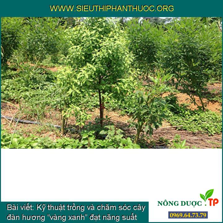 Kỹ thuật trồng và chăm sóc cây đàn hương “vàng xanh” đạt năng suất cao