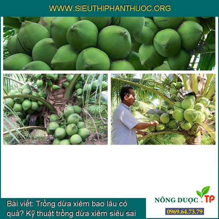 Trồng dừa xiêm bao lâu có quả? Kỹ thuật trồng dừa xiêm siêu sai quả