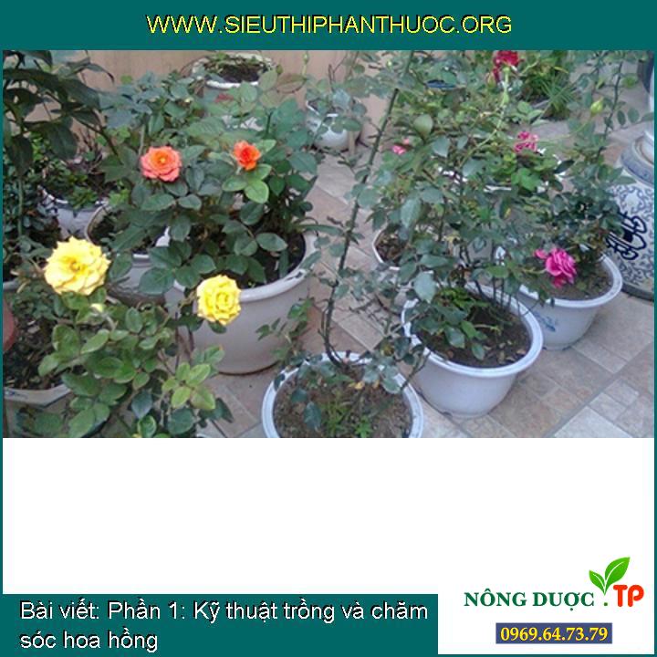 Phần 1: Kỹ thuật trồng và chăm sóc hoa hồng