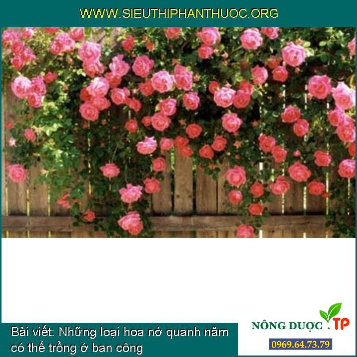Những loại hoa nở quanh năm có thể trồng ở ban công - SIÊU THỊ ...